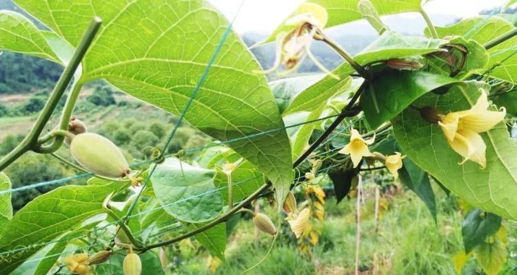 罗汉果可以直接食用吗？食用罗汉果的正确方法是什么？