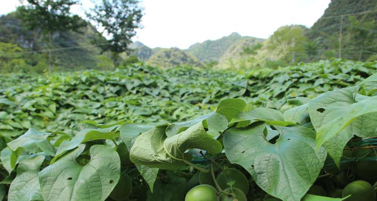 罗汉果原产地是哪里？为何被誉为地方特产？