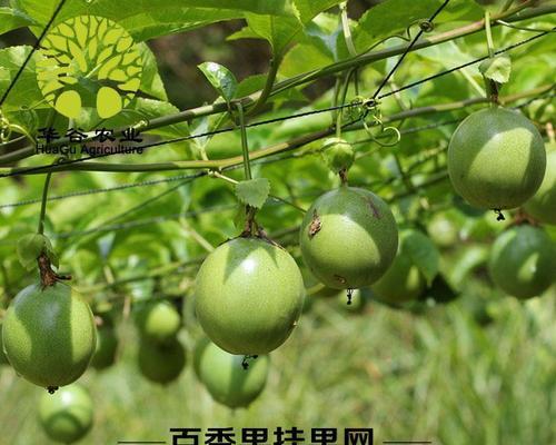 罗汉果是什么味道的？它有哪些健康益处？