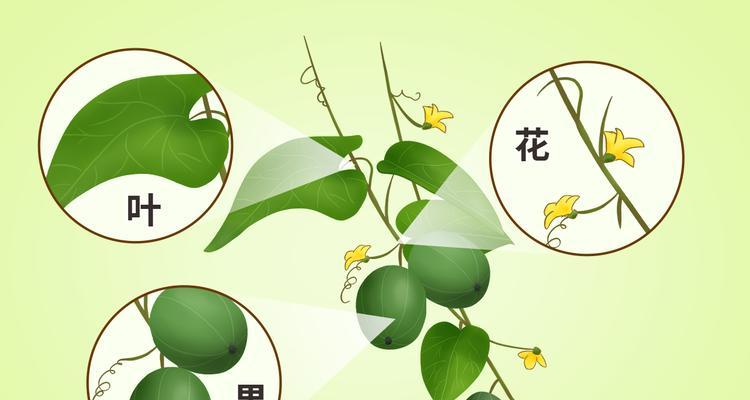 罗汉果属于一年生植物吗？种植周期和特点是什么？