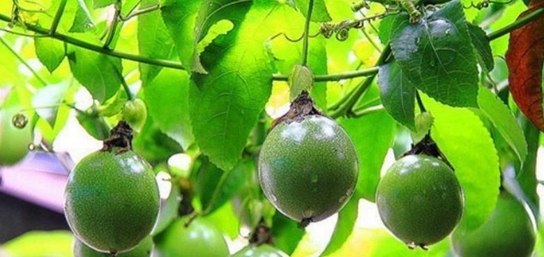罗汉果属于一年生植物吗？种植周期和特点是什么？
