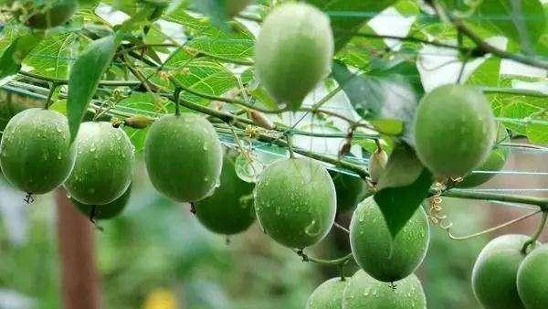 罗汉果属于一年生植物吗？种植周期和特点是什么？
