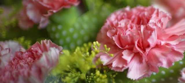 康乃馨花的花语是什么？不同颜色代表哪些含义？