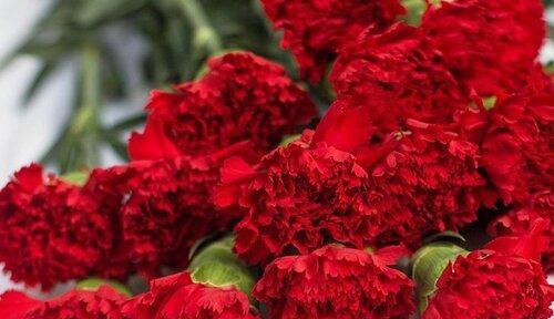 康乃馨花的花语是什么？不同颜色代表哪些含义？