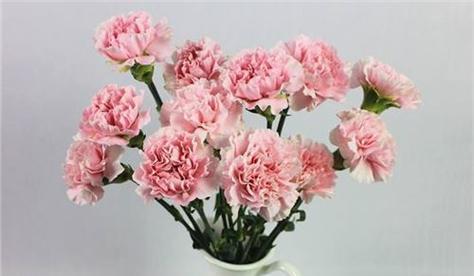 康乃馨花的寓意是什么？不同颜色的康乃馨代表什么含义？