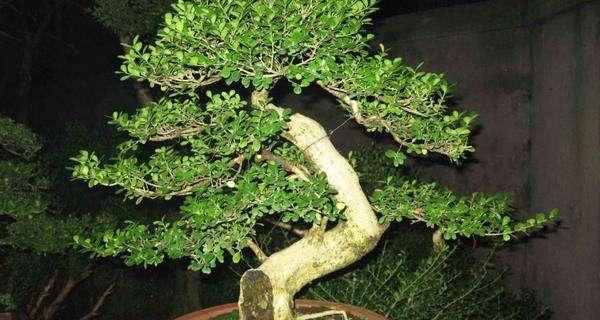 罗汉松病虫害防治技术与方法是什么？如何有效预防和处理？