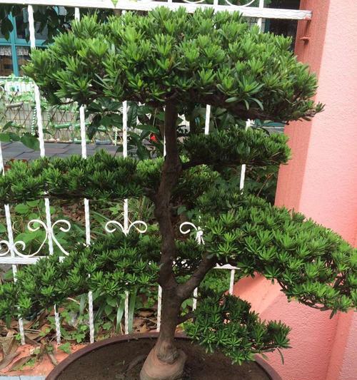 罗汉松病虫害防治技术与方法是什么？如何有效预防和处理？