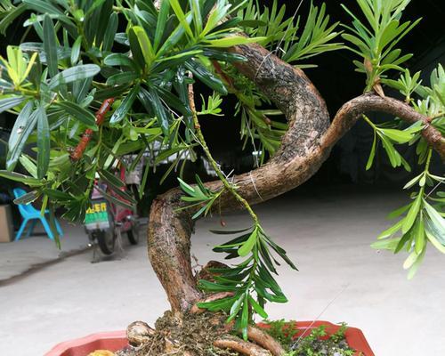 罗汉松不发芽怎么办？如何解决罗汉松不发芽的问题？
