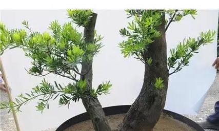 罗汉松插枝能活吗？最佳插枝时间和方法要点是什么？