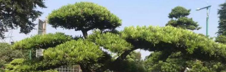 罗汉松冬天掉叶子正常吗？如何应对？