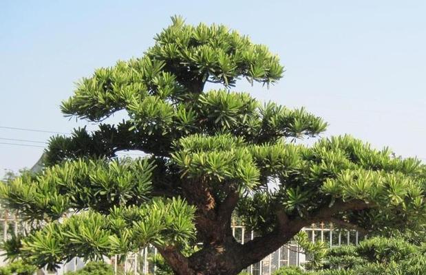 罗汉松冬天会冻死吗？如何在寒冷季节保护罗汉松？