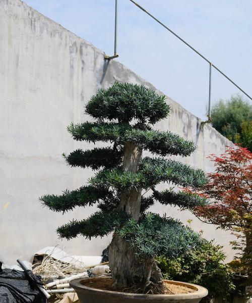 罗汉松冬天会冻死吗？如何在寒冷季节保护罗汉松？