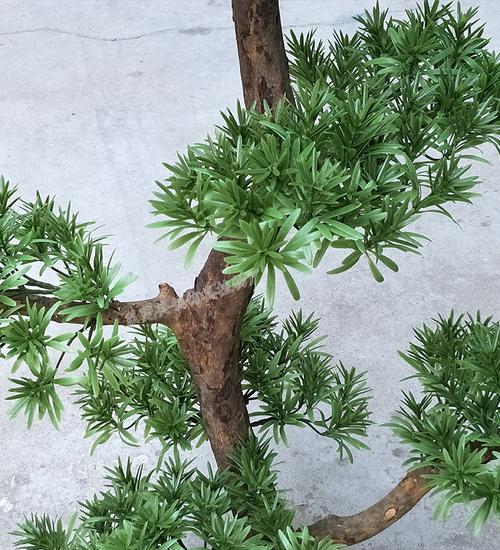 罗汉松服盆需要多长时间？服盆后如何护理？