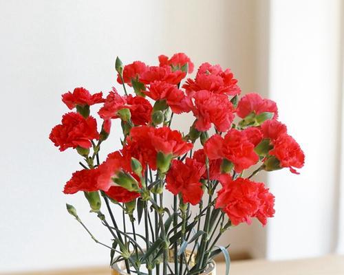 康乃馨每朵代表什么含义？不同颜色的康乃馨花语有何不同？