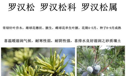 罗汉松施肥的最佳频率是多久一次？如何正确施肥？