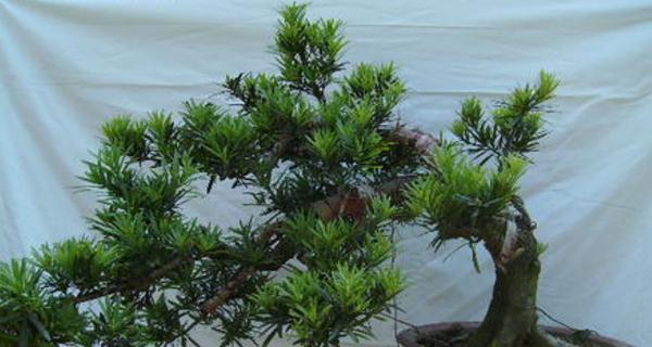 罗汉松施肥的最佳频率是多久一次？如何正确施肥？