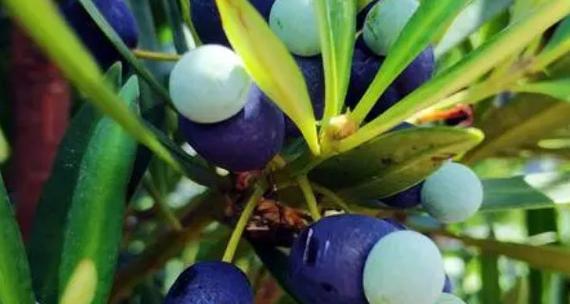 罗汉松果实能吃吗？食用安全性和营养价值解析？