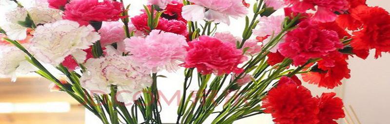 康乃馨的花语是什么？康乃馨象征着哪些情感和祝福？