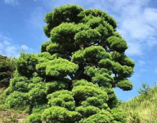 罗汉松换盆后多久浇水一次？换盆后浇水的正确时机是什么？