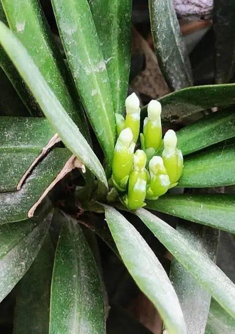 罗汉松会开花吗？一般什么时候开花？