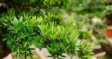 罗汉松浇水频率如何根据季节调整？春夏秋冬浇水有何区别？