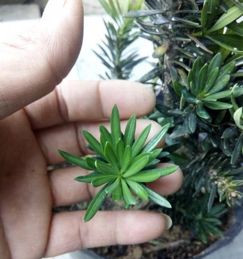 罗汉松扦插的最佳月份是什么时候？如何提高成活率？