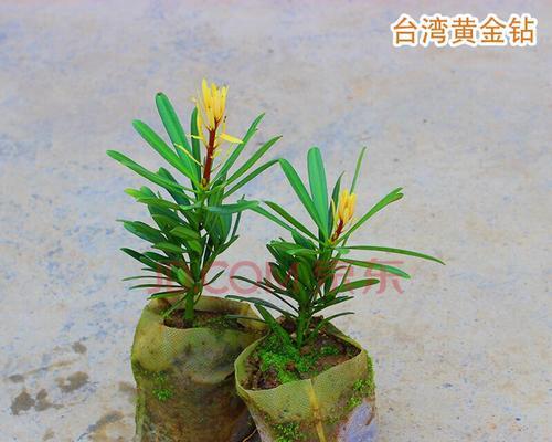 罗汉松扦插的最佳月份是什么时候？如何提高成活率？