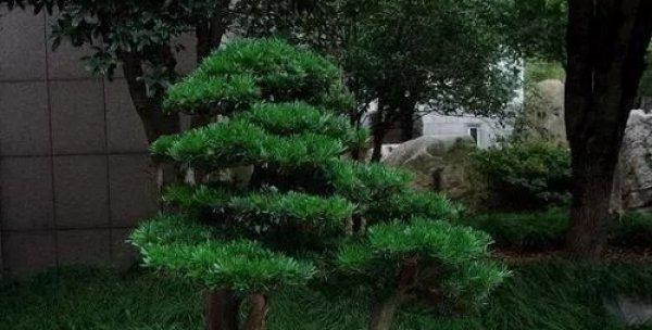 罗汉松浇什么水能促进生长？如何正确浇水？