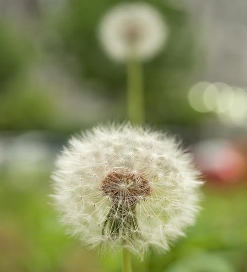款冬蒲公英的花语是什么？早熟的含义又是什么？