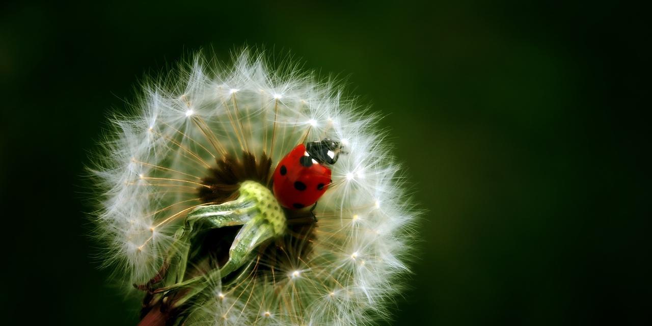 款冬蒲公英的花语是什么？早熟的含义又是什么？