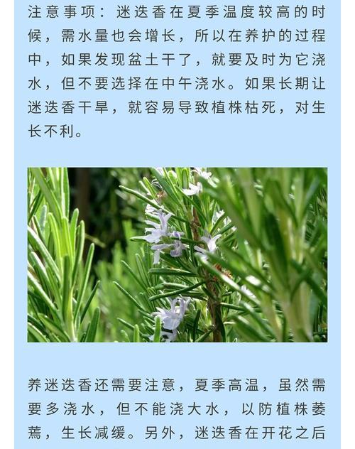 罗汉松浇水时间怎么掌握？正确浇水方法有哪些？