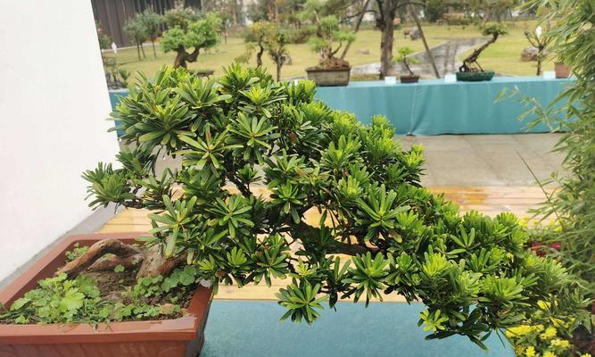 罗汉松浇水时间怎么掌握？正确浇水方法有哪些？