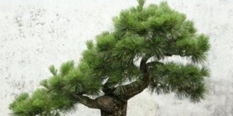 罗汉松摆放禁忌有哪些？摆放位置讲究是什么？