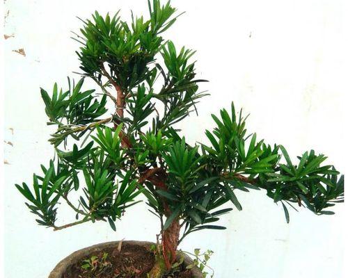 罗汉松会开花吗？它的花型特征是什么？