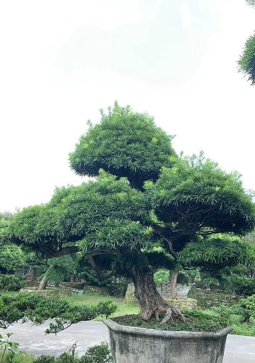 罗汉松可以嫁接吗？如何成功进行罗汉松嫁接操作？