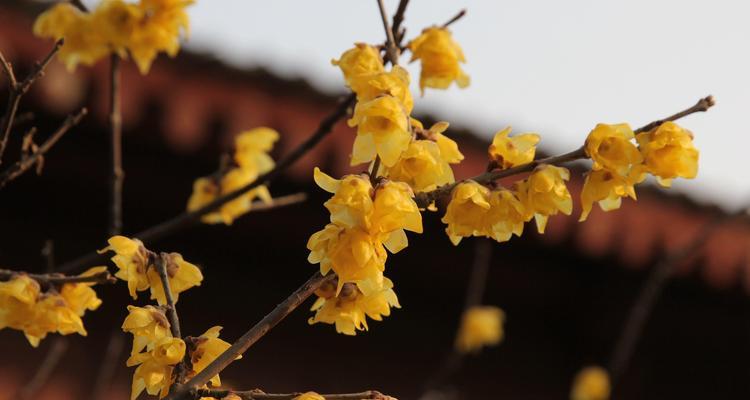 腊梅花象征着什么？腊梅花的寓意有哪些常见问题解答？