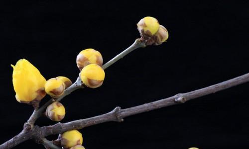 腊梅花花语是什么？如何正确解读腊梅的象征意义？