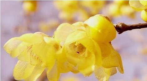 腊梅花花语是什么？如何正确解读腊梅的象征意义？