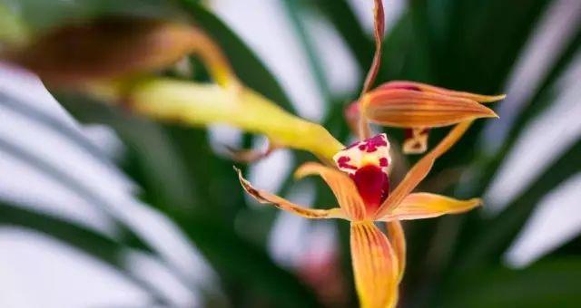 兰草花的花语是什么？了解其独特含义与象征意义？