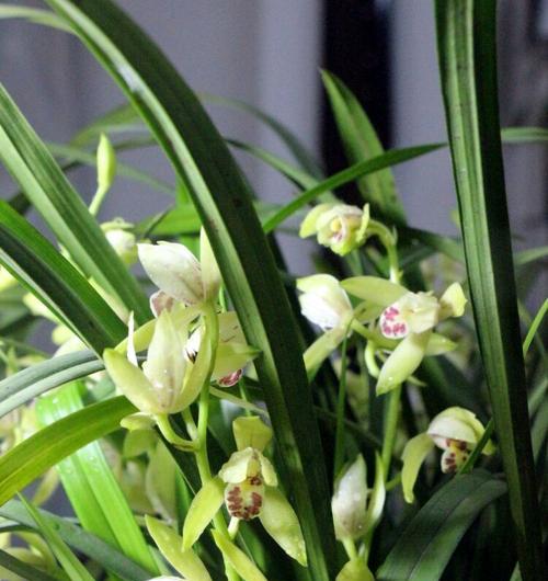 兰草花的花语是什么？了解其独特含义与象征意义？