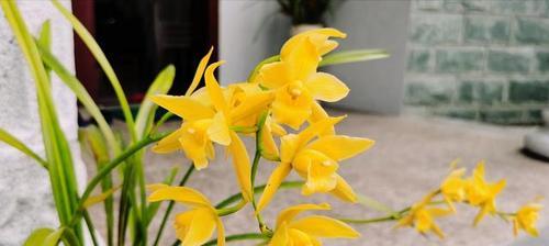 兰花的花语和寓意是什么？如何正确解读兰花的象征意义？