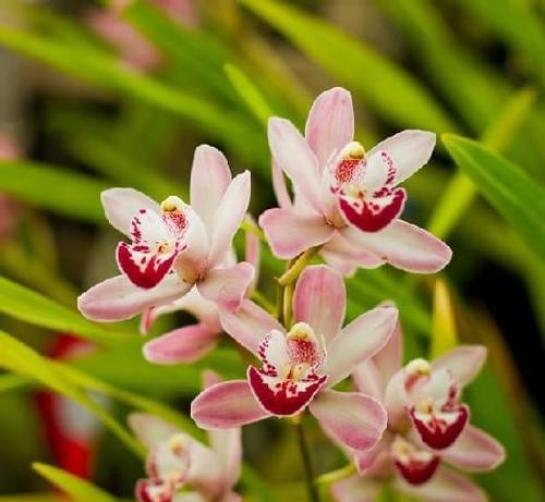 兰花的花语是什么？了解兰花的象征意义和文化内涵？