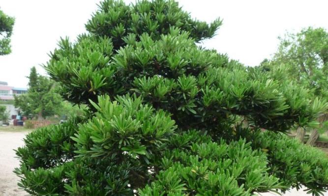 罗汉松适合种植在家门口吗？需要注意哪些事项？