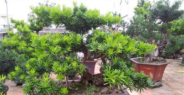 罗汉松适合种植在家门口吗？需要注意哪些事项？