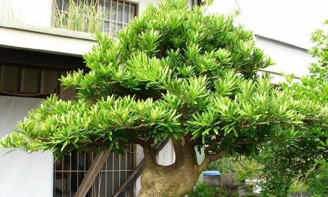 罗汉松可以种在院子里吗？庭院种植罗汉松的注意事项是什么？