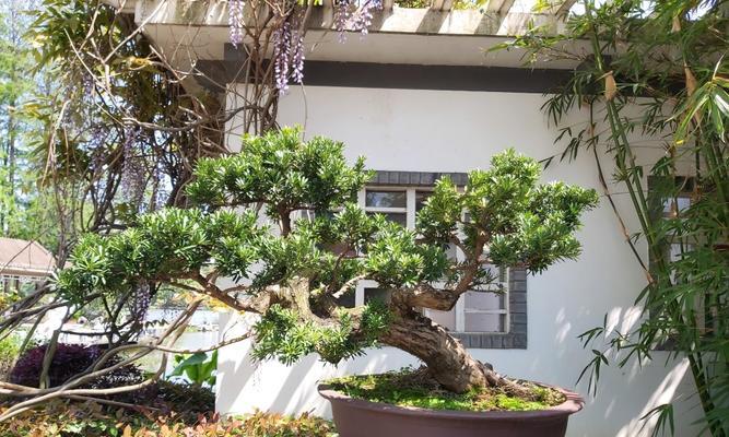 罗汉松可以种在院子里吗？庭院种植罗汉松的注意事项是什么？