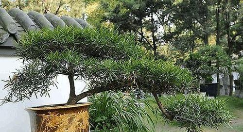 罗汉松可以种在院子里吗？庭院种植罗汉松的注意事项是什么？