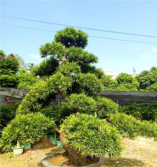 罗汉松能承受的最低温度是多少？如何过冬保护？