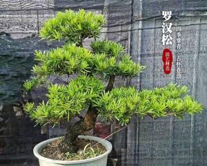罗汉松能承受的最低温度是多少？如何过冬保护？