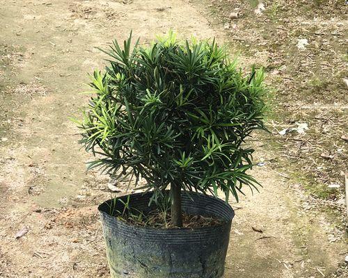 罗汉松冬季防寒指南：如何避免冻害？